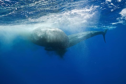Rival sperm whales, fight, Physeter macrocephalus, Caribbean, Dominica, Central America