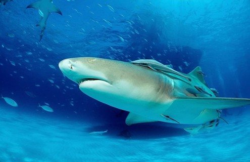 Lemon Shark, Negaprion brevirostris, Bahamas, Grand Bahama Island, Atlantic Ocean, Central America