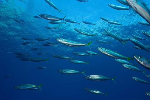 Pacific jack mackerel, Trachurus symmetricus, Guadalupe Island, Mexico, Central America