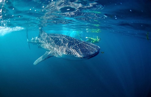 Whale shark and snorkeller, Rhincodon thypus, Djibouti, Djibouti, Africa, Afar Triangle, Gulf of