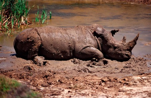White rhino, white rhino, Ceratotherium simum, South Africa, Kragga Kamma Game Park, Port