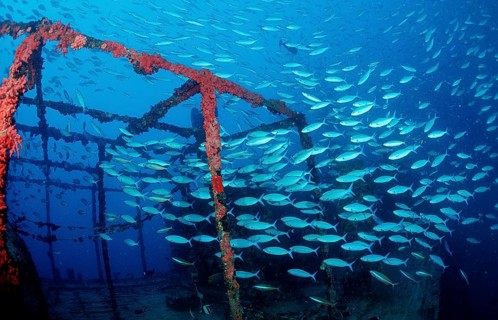 Yellow-striped fusiliers on a shipwreck, Caesio caerulaurea, Maldives, Indian Ocean, Ari Atoll,