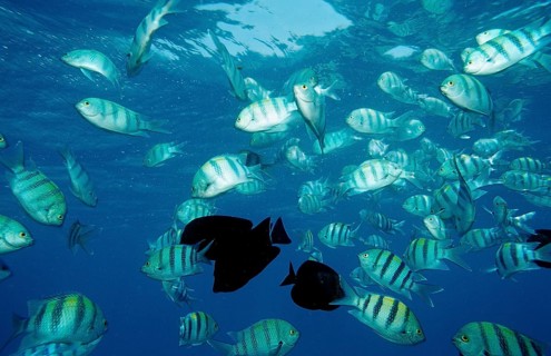 Indo-Pacific sergeant, Abudefduf vaigiensis, Egypt, Africa, Sinai, Sharm el Sheik, Red Sea, Africa