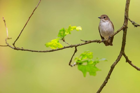 Animals, birds, songbirds, pied flycatcher, (Ficedula hypoleuca), biotope, habitat, perch,