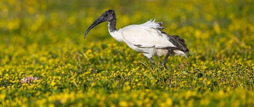 African sacred ibis, (Threskiornis aethiopicus), Pharaoh's ibis, family of ibises and spoonbills,