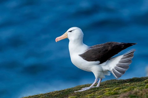 Black-browed albatross, albatross, sideways, (Thalassarche melanophrys), Saunders Island, Falkland