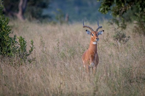 An Impala staring at the camera in the Sabi Sand Game Reserve, South Africa, Africa