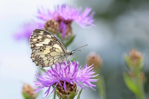Melanargia galathea