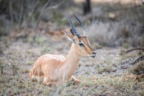 Young male Impala sitting in the grass in the Kruger National Park, South Africa, Africa