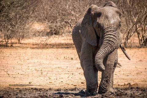 Elephant enjoying the mud in the Kruger National Park, South Africa, Africa