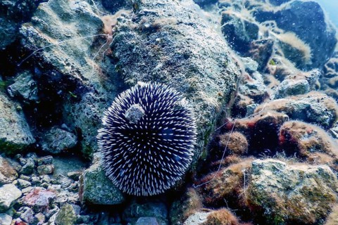 Underwater Sea urchins on a rock, Underwater natural sunlight, wildlife
