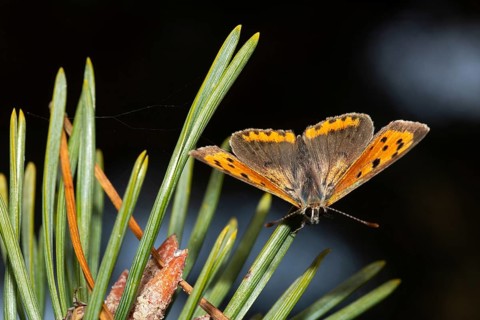 Small copper (Lycaena phlaeas)