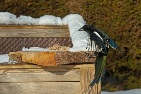 Magpie (Pica pica)