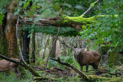 Red deer during the rut in Ireland (Cervus elaphus)