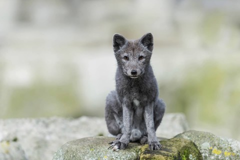 Arctic fox (Vulpes lagopus)