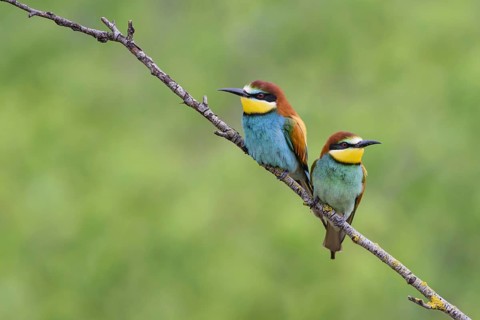 European bee-eater (Merops apiaster)