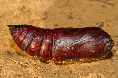 Oak hawkmoth (Marumba quercus)