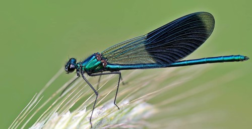 Banded demoiselle (Calopteryx splendens)