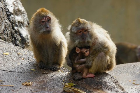 Java monkey with juvenile (Macaca fascicularis)