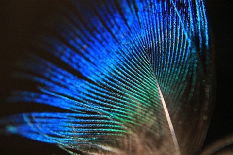 Feather peacock (Pavo Scalloped ribbonfish)