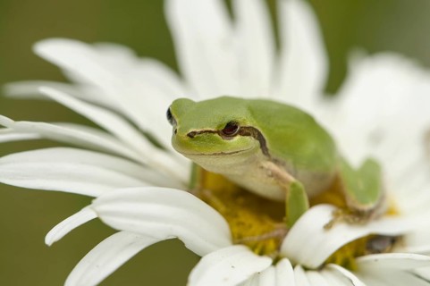 Mediterranean tree frog on daisy flower (Hyla meridionalis)