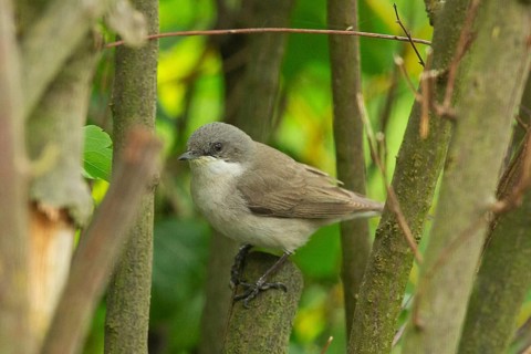 Rattling Warbler (Sylvia curruca)