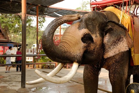 Elephant, Ayutthaya, Thailand, Asia