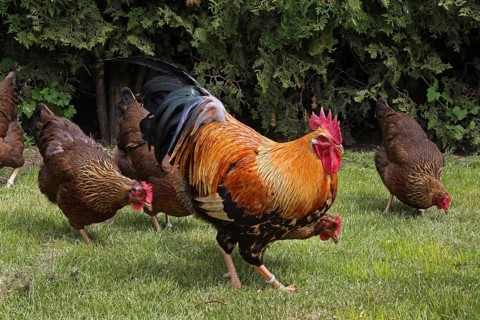 Chickens, Welsumer chicken breed