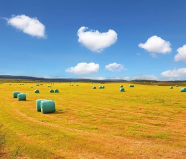 Rural field after harvest. Mown grass folded into a neat stack and packed in special bags of