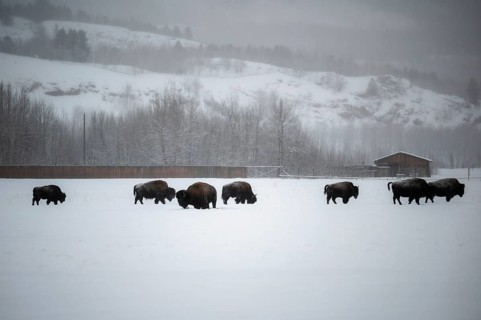 Herd of buffalo grazing in snowy terrain in front of wooded hills, Yukon, Canada, Yukon Wilderness