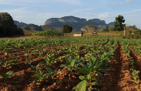 Landscape in the tobacco growing region of Vinales. Landscape in cuba tabacco region Vinales