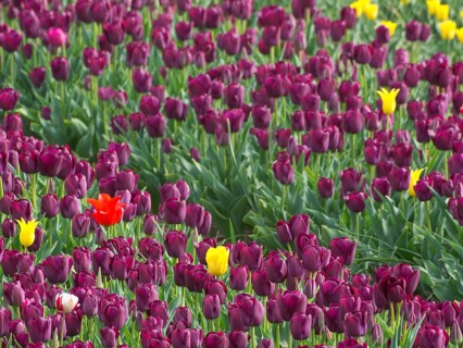 A wine-red tulip field with scattered yellow and red flowers in full bloom, egmond aan zee, north