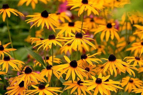 Yellow coneflower blossoms in a garden, spreading sunny atmosphere and summer joy, Borken,
