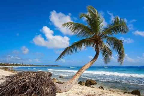 Akumal coconut palm tree beach in Riviera Maya of Mayan Mexico
