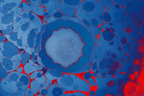 Beautiful abstract art of Ebru marbling painting techniques on water with acrylic paints