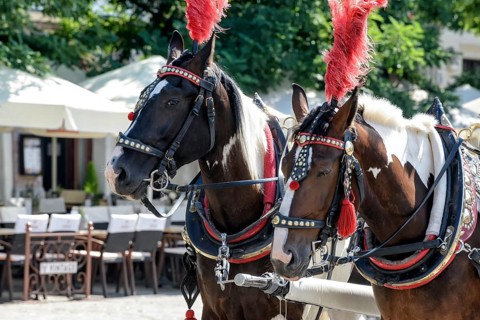 Horses with a carriage on the main square of Krakow in Poland