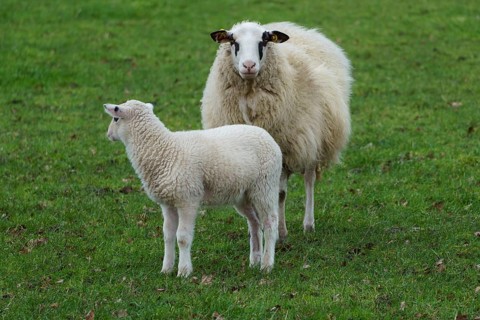 A sheep and a lamb standing on a green meadow, sheep with small lambs on a green meadow, borke,