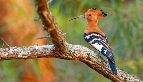 African Hoopoe, African Hoopoe, (Upupa africana), Ithala Game Reserve, Louwsburg, KwaZulu-Natal,