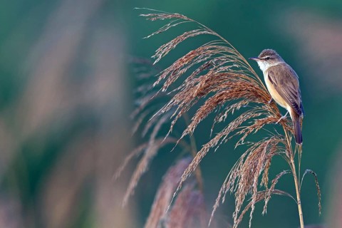 Reed warbler, (Acrocephalus arundinaceus), reedbed perch, biotope, habitat, animals, birds,