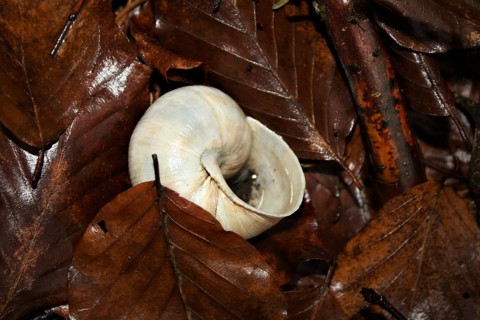 Snail shell (Gastropoda)