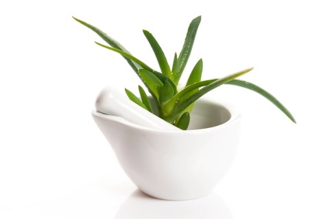 Aloe vera - herbal medicine, POLAND