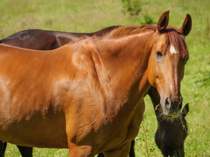 Close-up of a brown horse standing on a green meadow in summer, Flensburg, SChleswig-Holstein,