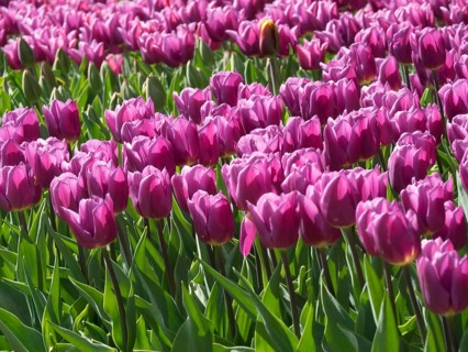 Purple tulips blooming in a flower field in spring, blooming tulips in many colours, amsterdam, the