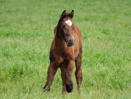 A single brown foal stands on a green meadow, beautiful horses on a paddock with green grass in