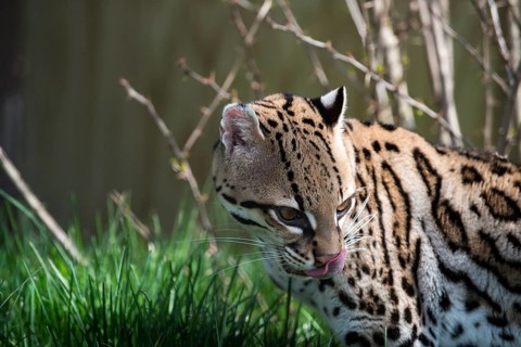 Ocelot (Leopardus pardalis), captive animal, zoo, Pittsburgh Zoo & Aquarium, direct eye contact,