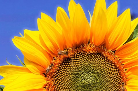 Yellow sunflower with bees on the petals, in front of a blue sky, colourful flower meadow,