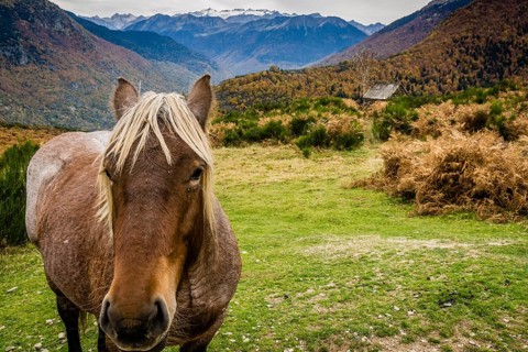 Horses on Bausen, Aran valley, Pyrenees mountain range, Catalonia, Spain, Europe