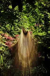 A narrow suspension bridge winds its way through dense green jungle. St Austel, Cornwall, England,