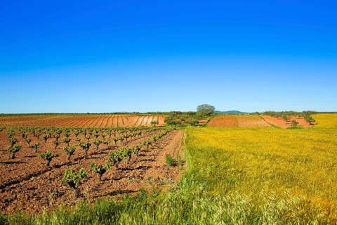 Vineyard fields in Extremadura of Spain by via de la Plata way