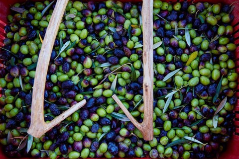 Olives harvest and picking sticks at Mediterranean Spain